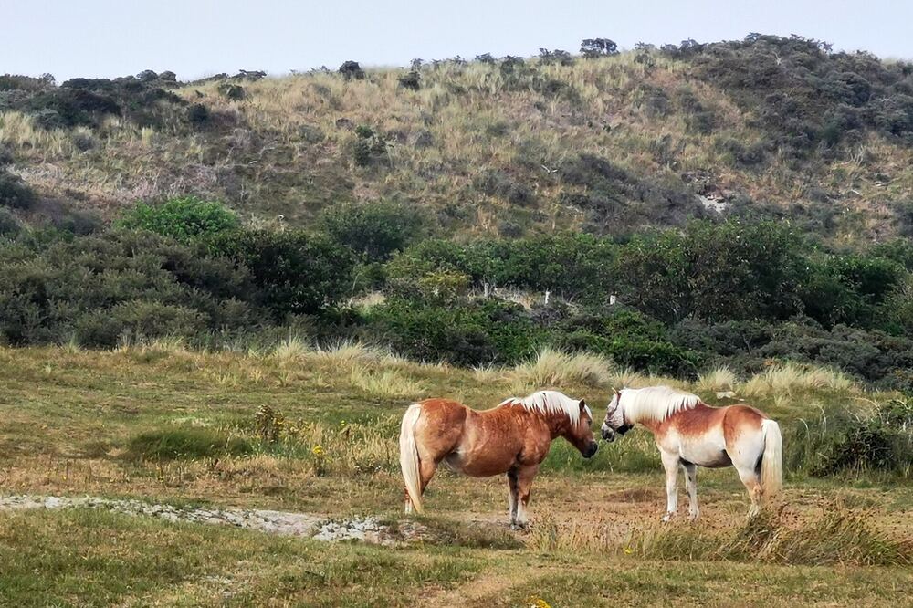 Twee paarden grazend in het duinlandschap bij Renesse